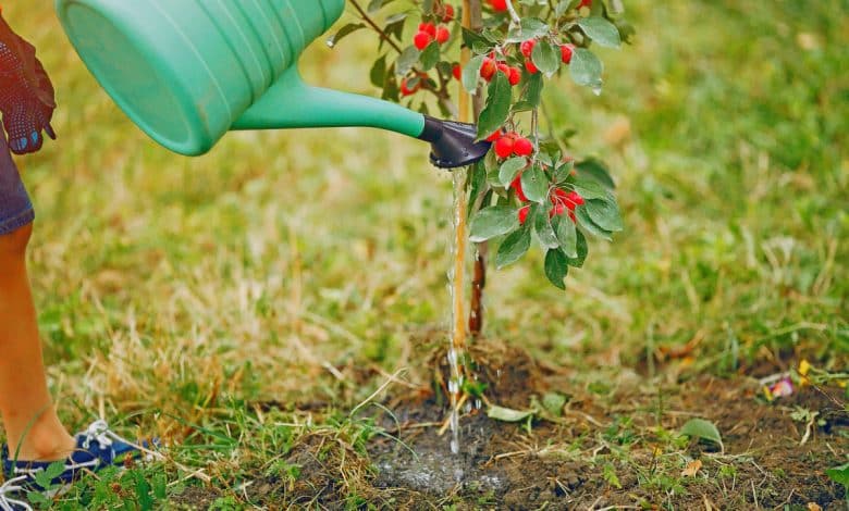 Planter un arbre au milieu du jardin