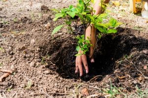 Planter un arbre au jardin