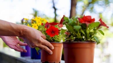 Plantes au balcon