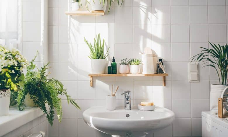 Salle de plantes décorée avec des plantes