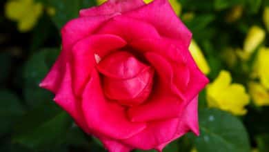 Fleur de rose en gros plan