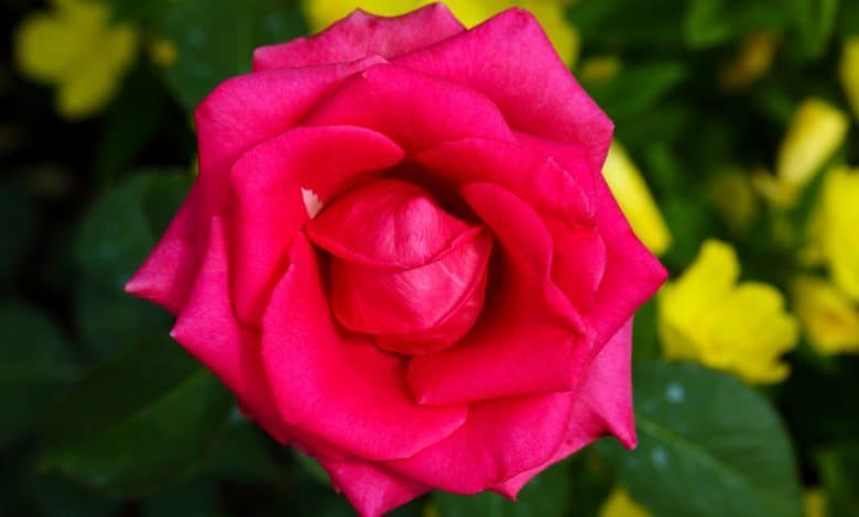 Fleur de rose en gros plan