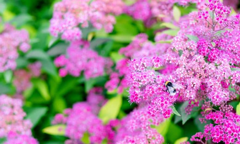 Spirée aux fleurs roses