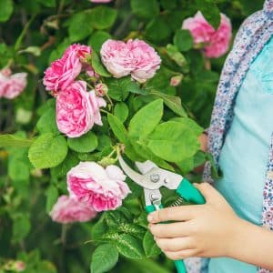 Une jardinière qui taille des roses