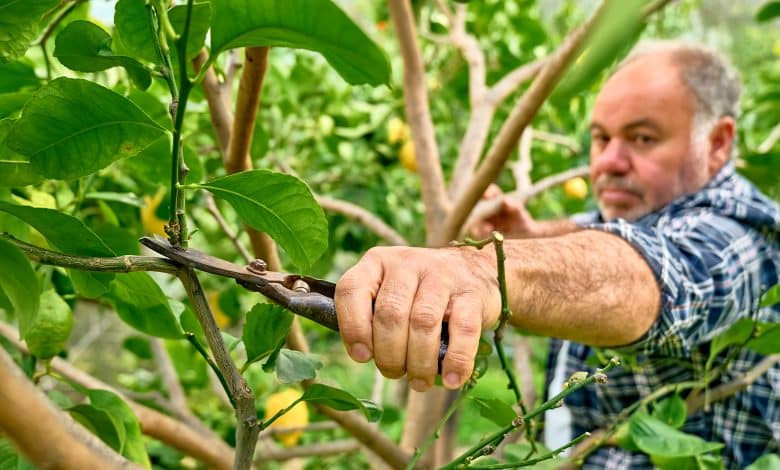 Taille saisonnière d'un fruitier