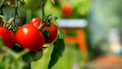 Tomates rouge au jardin