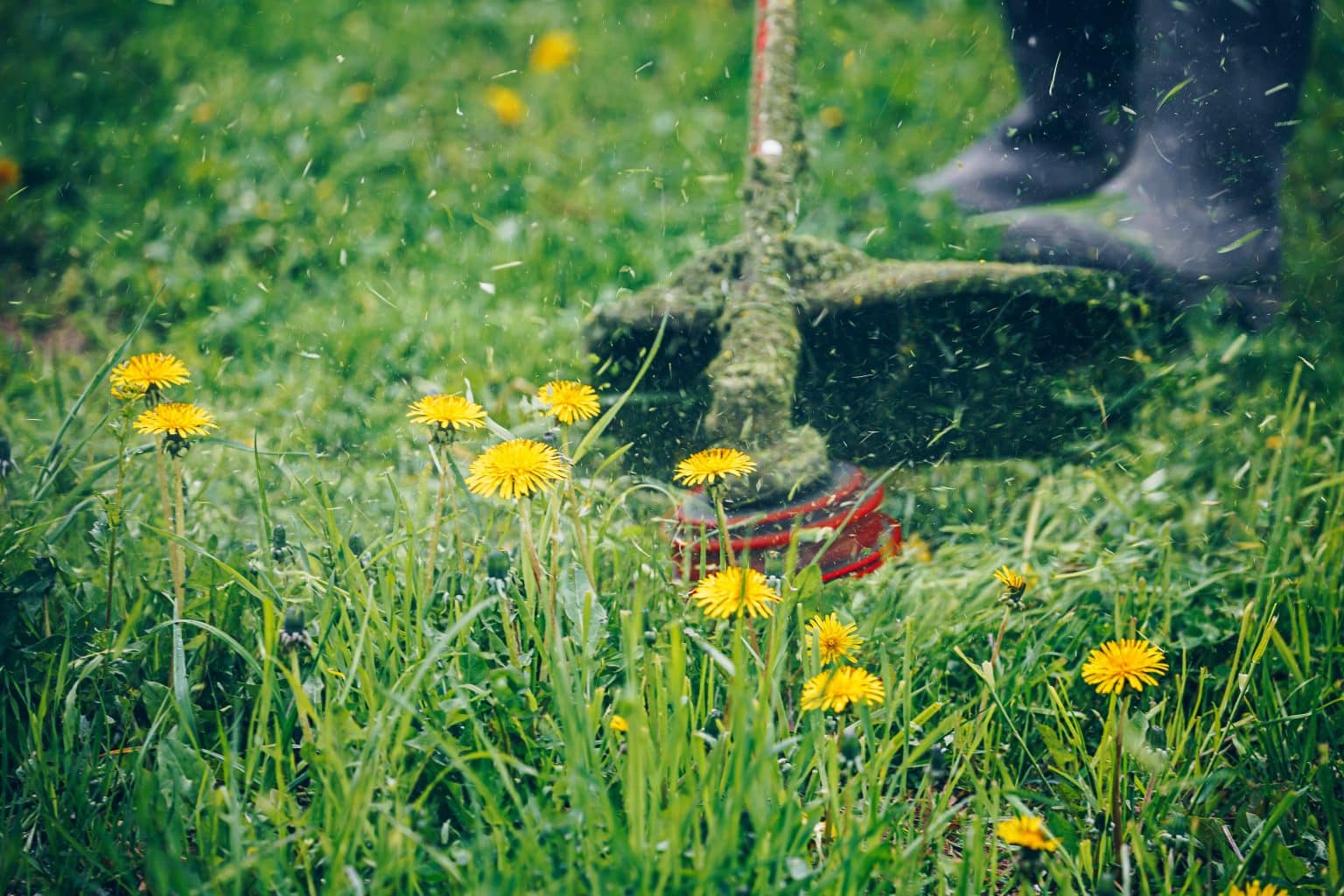 La méthode infaillible pour débarrasser des pissenlits sans endommager