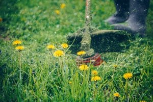 Homme en train de tondre la pelouse avec des pissenlits