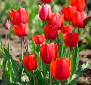 Tulipes rouge au jardin