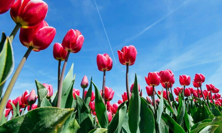 Champ de tulipes