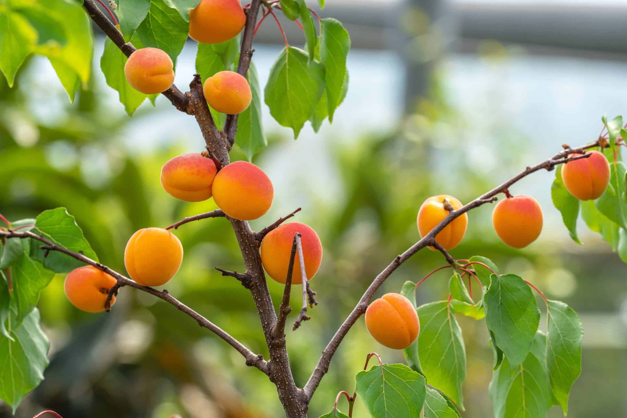 Des abricots dans un arbre