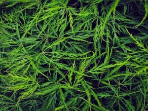 Érable Japonais Vert