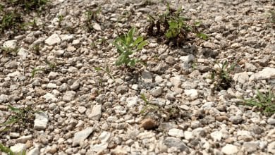 Des mauvaises herbes sur une allée de gravier