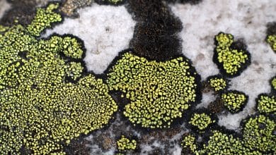 Lichen sur pierre