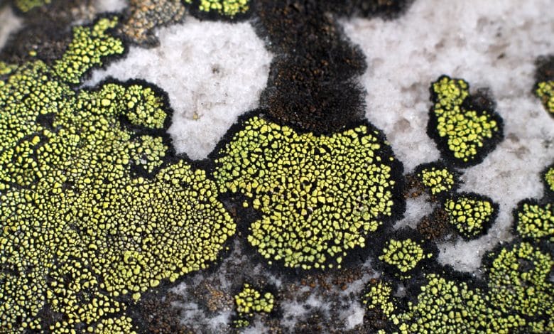 Lichen sur pierre