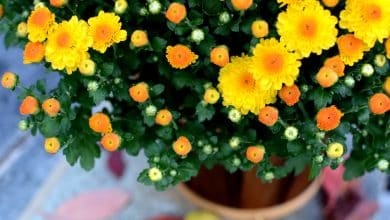 Une plante sur un balcon