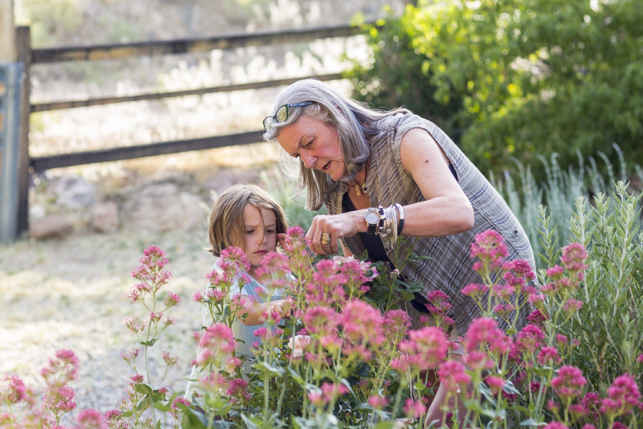 Une grand-mère âgée et son petit-fils de 5 ans taillant des roses dans son jardin.