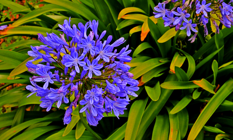 Agapanthe au jardin.