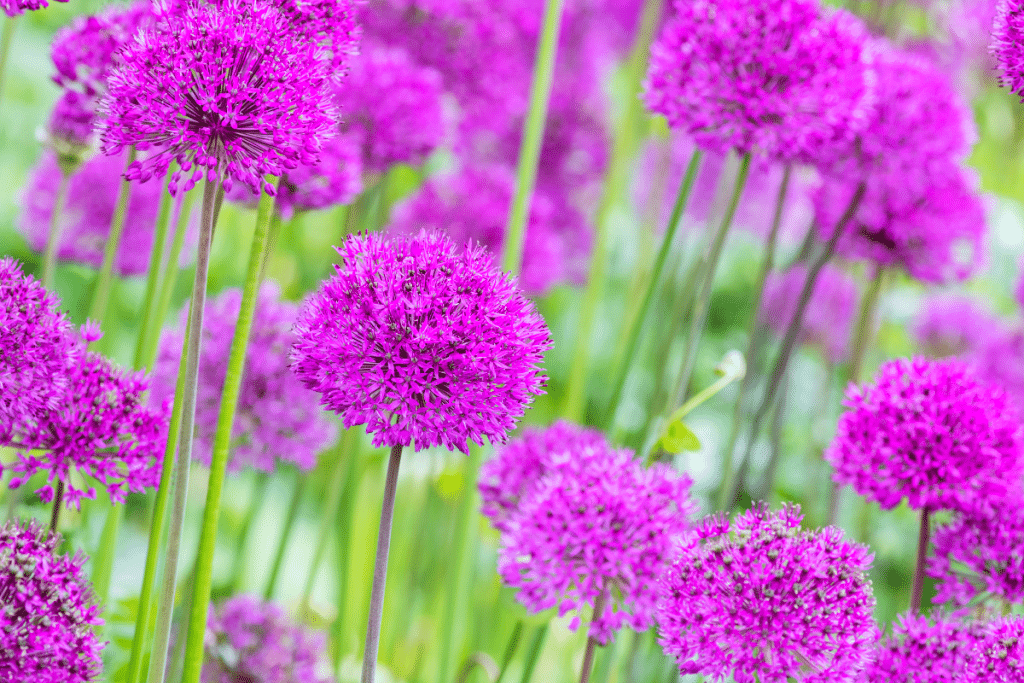 Allium au jardin