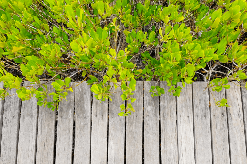 Pouvezvous couper les branches du voisin qui dépassent chez vous ? Que dit la loi à ce sujet