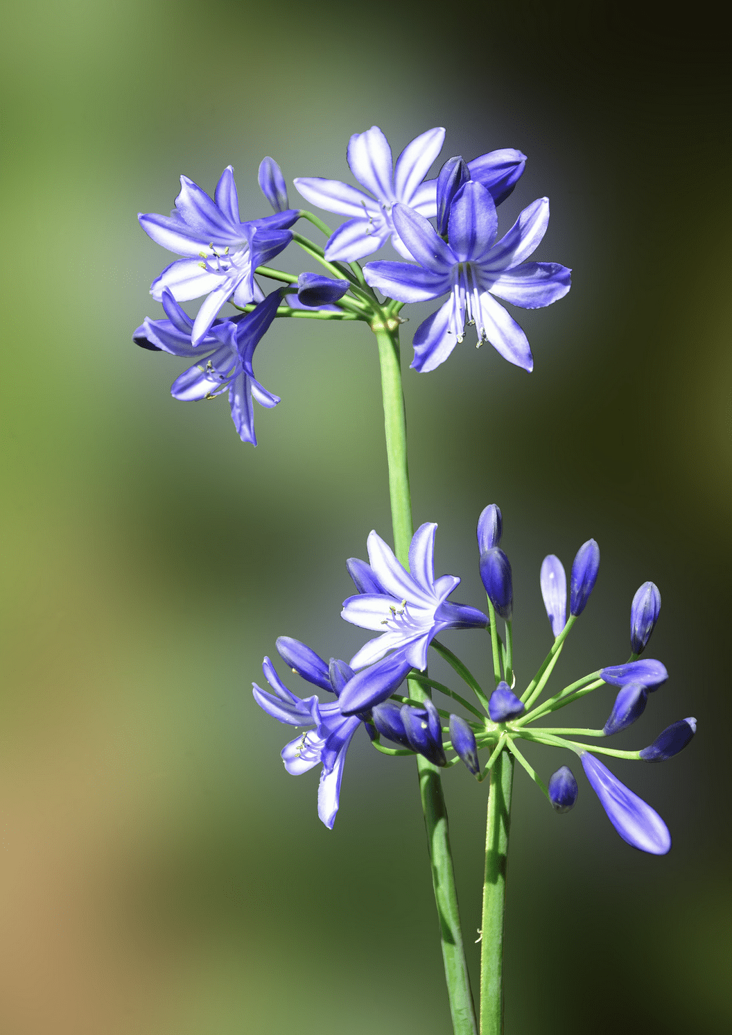 Une agapanthe dans le jardin