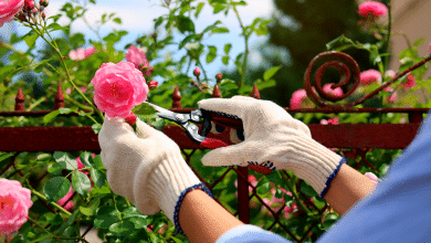 Femme coupe une tige de rose
