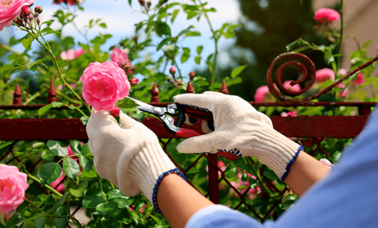 Femme coupe une tige de rose