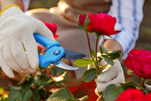 Coupe une fleur de rosier