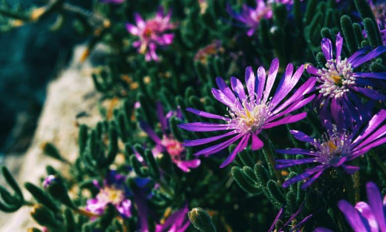 Une delosperma dans le jardin pour la préparer pour l'hiver