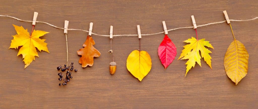 Feuilles mortes accrochées. à une corde