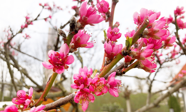 Fleurs de pêcher