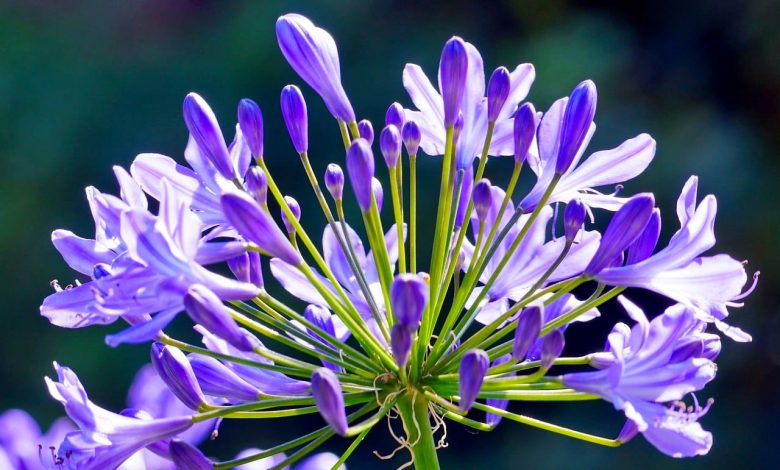 Floraison d'agapanthe