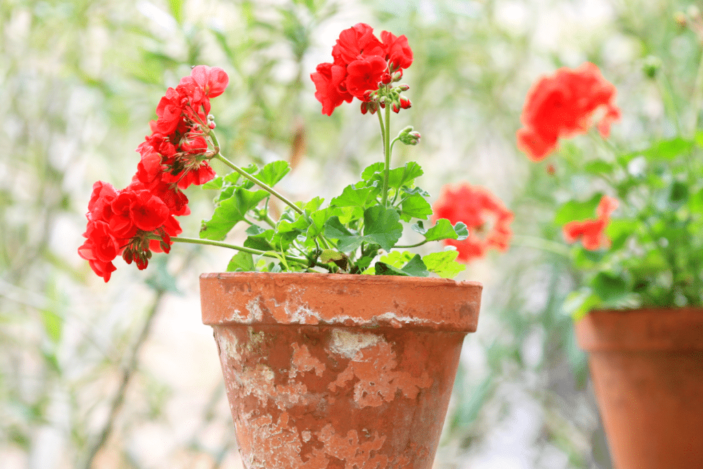 Géranium en pot.