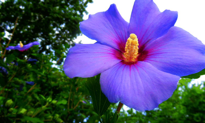 Hibiscus violet.