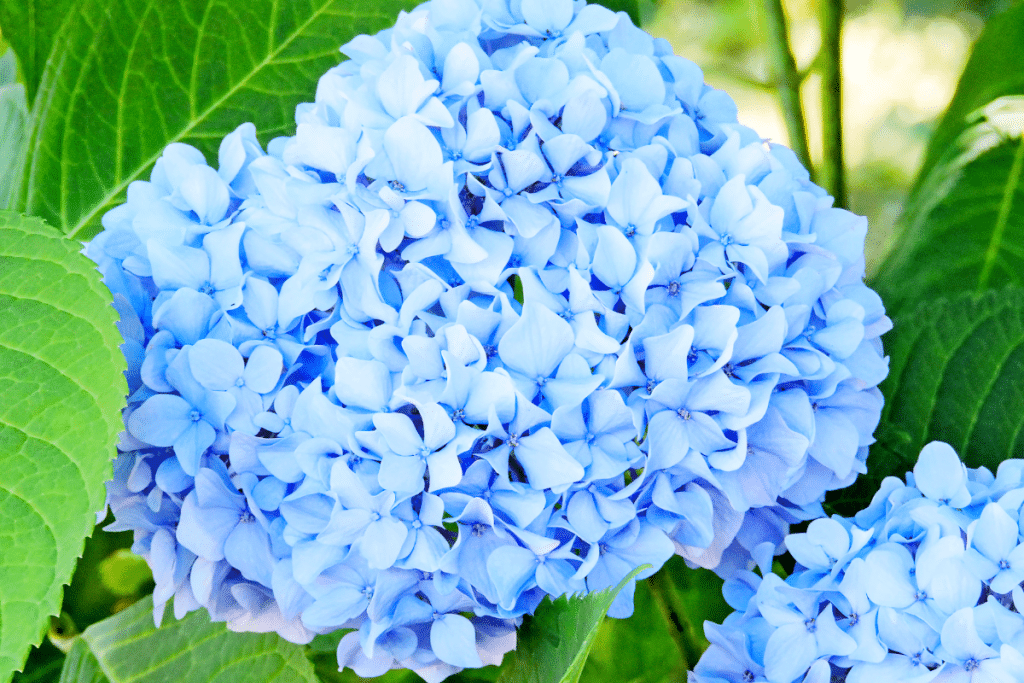 Hortensias bleus