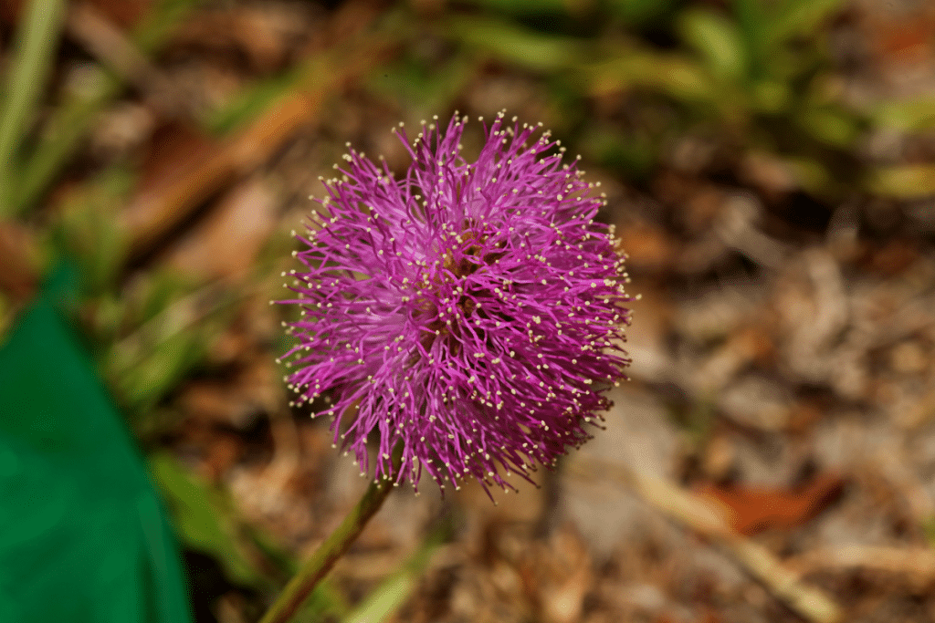 Mimosa violet