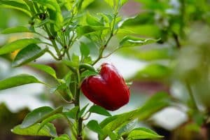 Plant de poivron