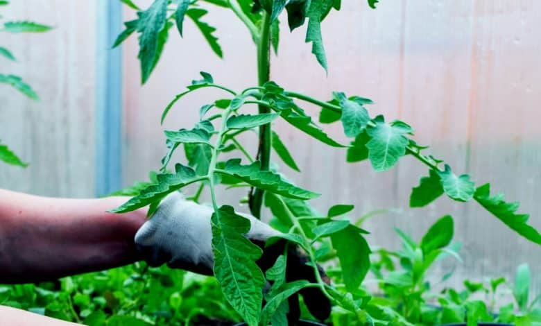 Plant de tomate