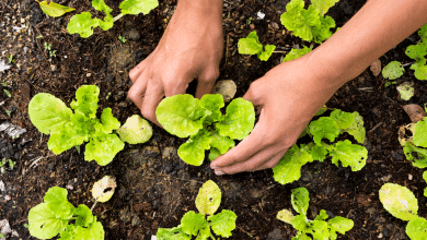 Planter des légumes