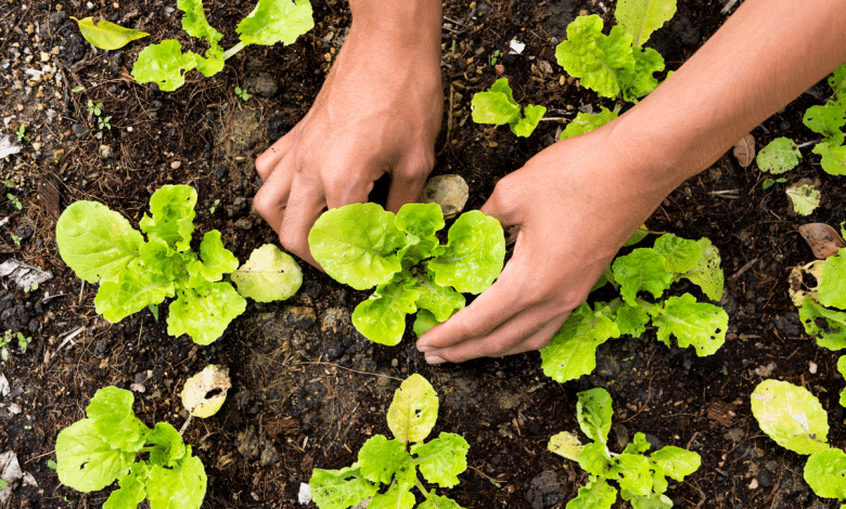 Planter des légumes