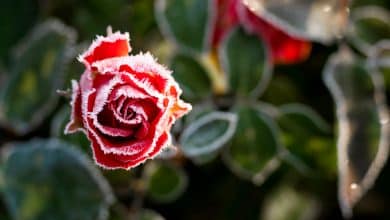 Gelée d'automne et rose