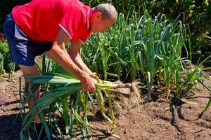 Récolte les poireaux