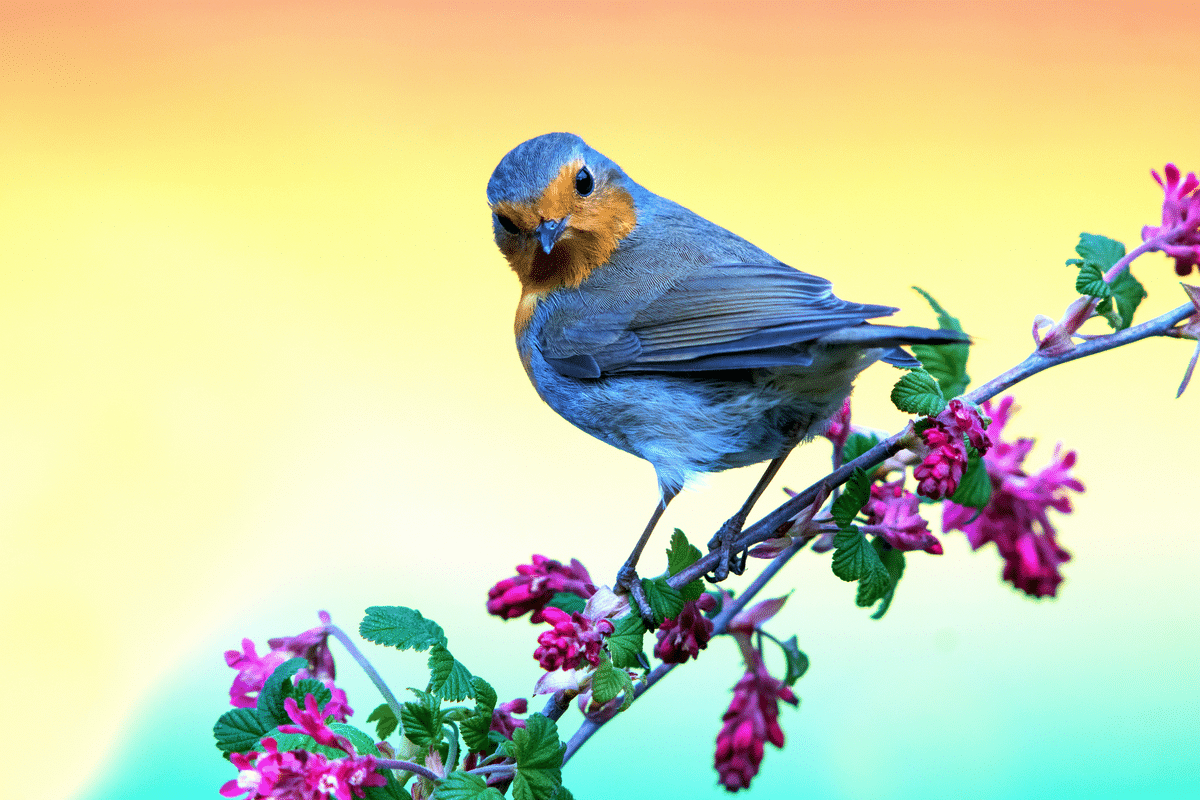 Ces 7 plantes qui attirent le plus les rouges-gorges sont la clé d'un ...