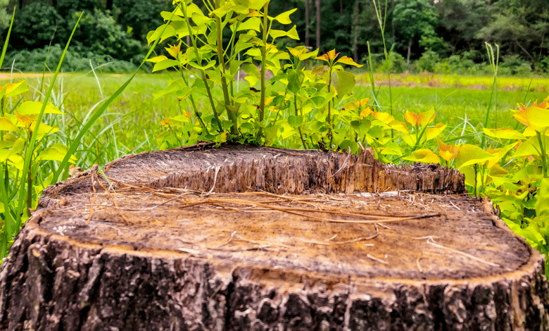 Souche d'arbre