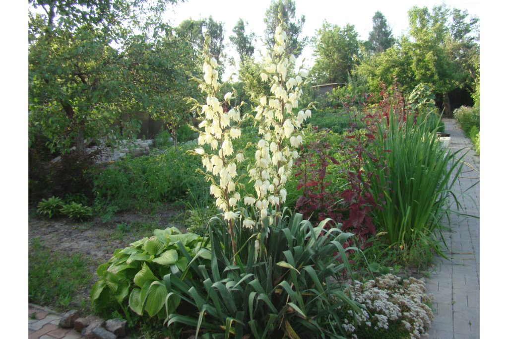 Yucca