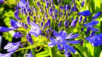 Des agapanthes pendant l'hiver