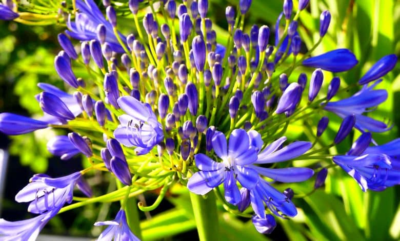 Des agapanthes pendant l'hiver