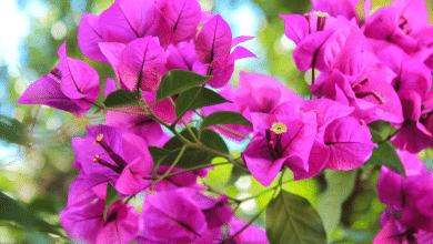 bougainvillier