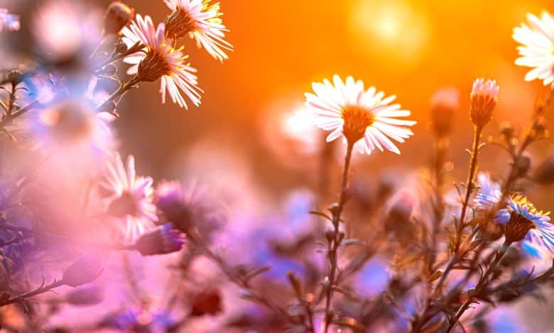 Des fleurs à semer en octobre