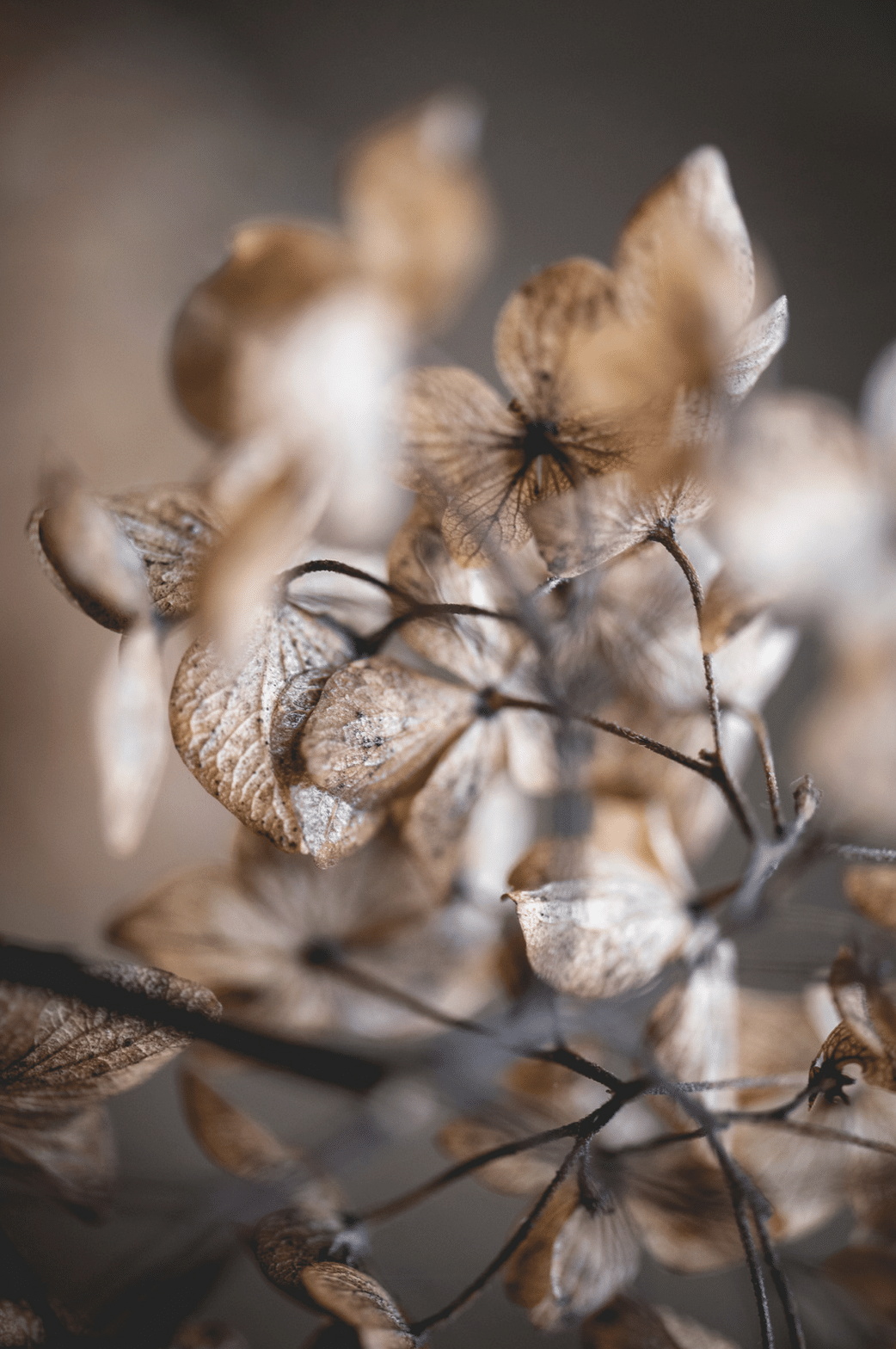 Des hortensias dans le jardin pendant l'hiver